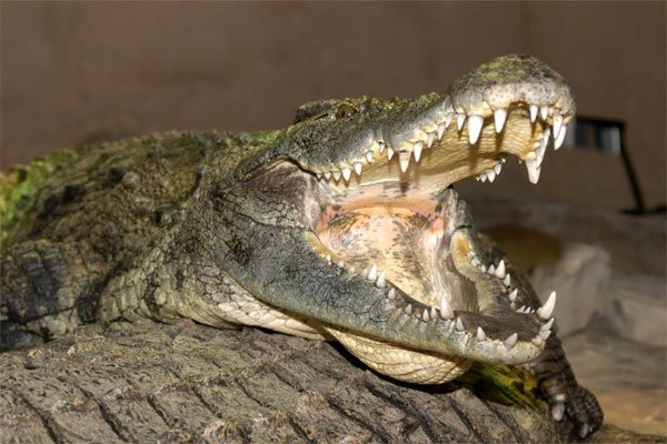 reptilia 3.jpeg