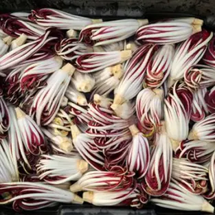 CAMPO ROSSO FARM