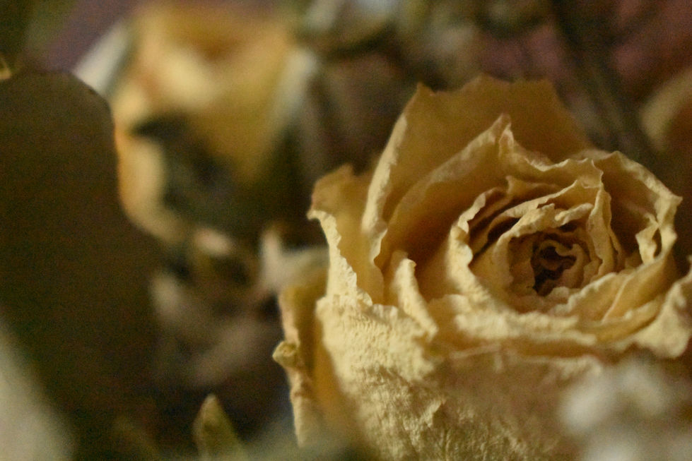 A dried yellow rose