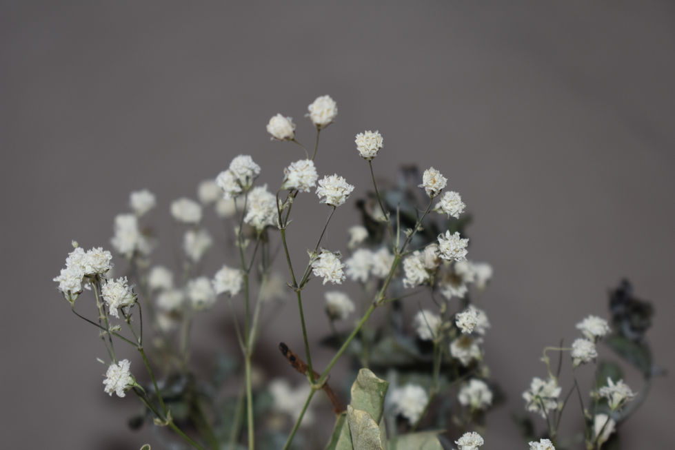 Baby's breath against a grey background