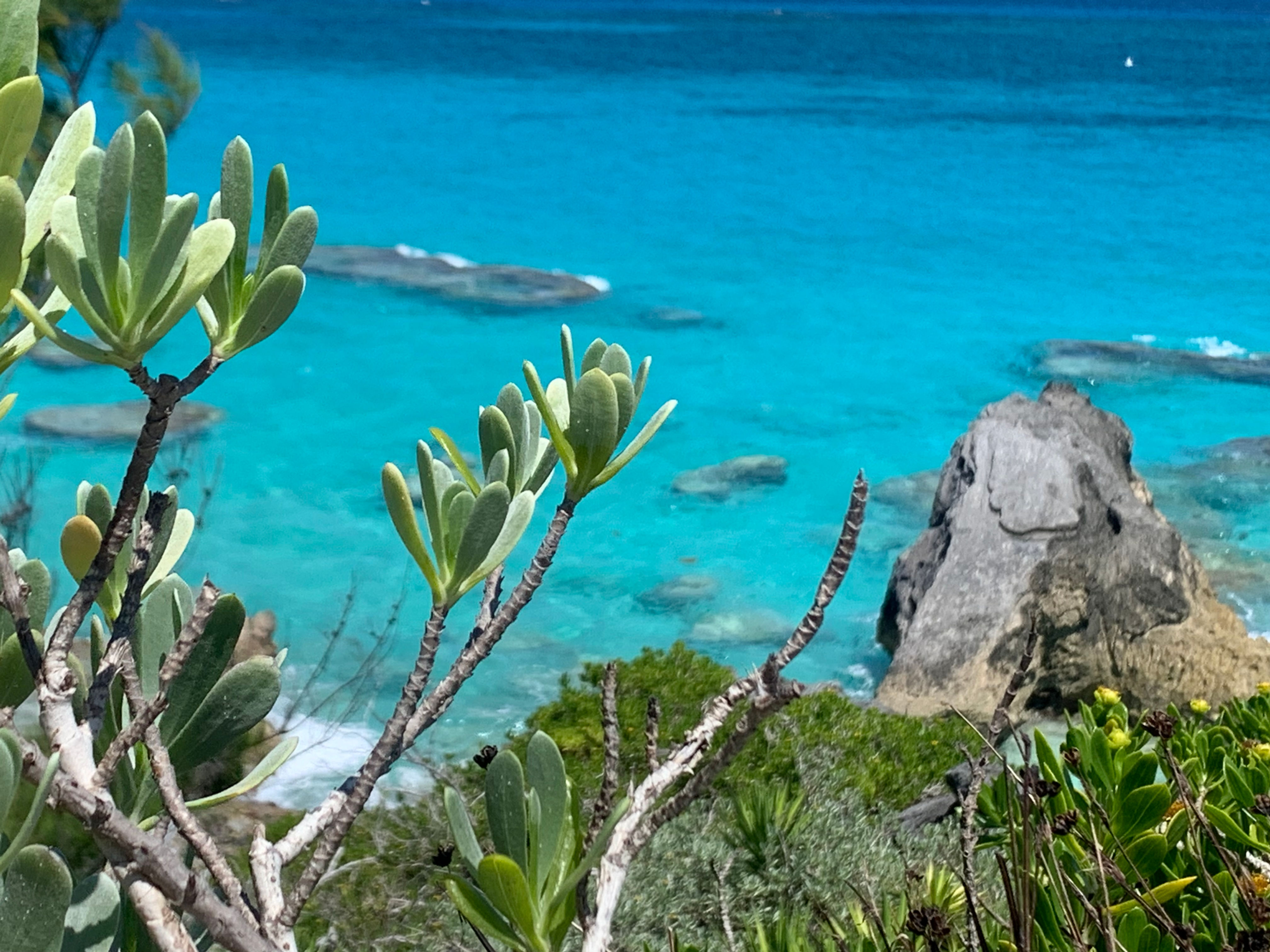 Ocean scene through branches
