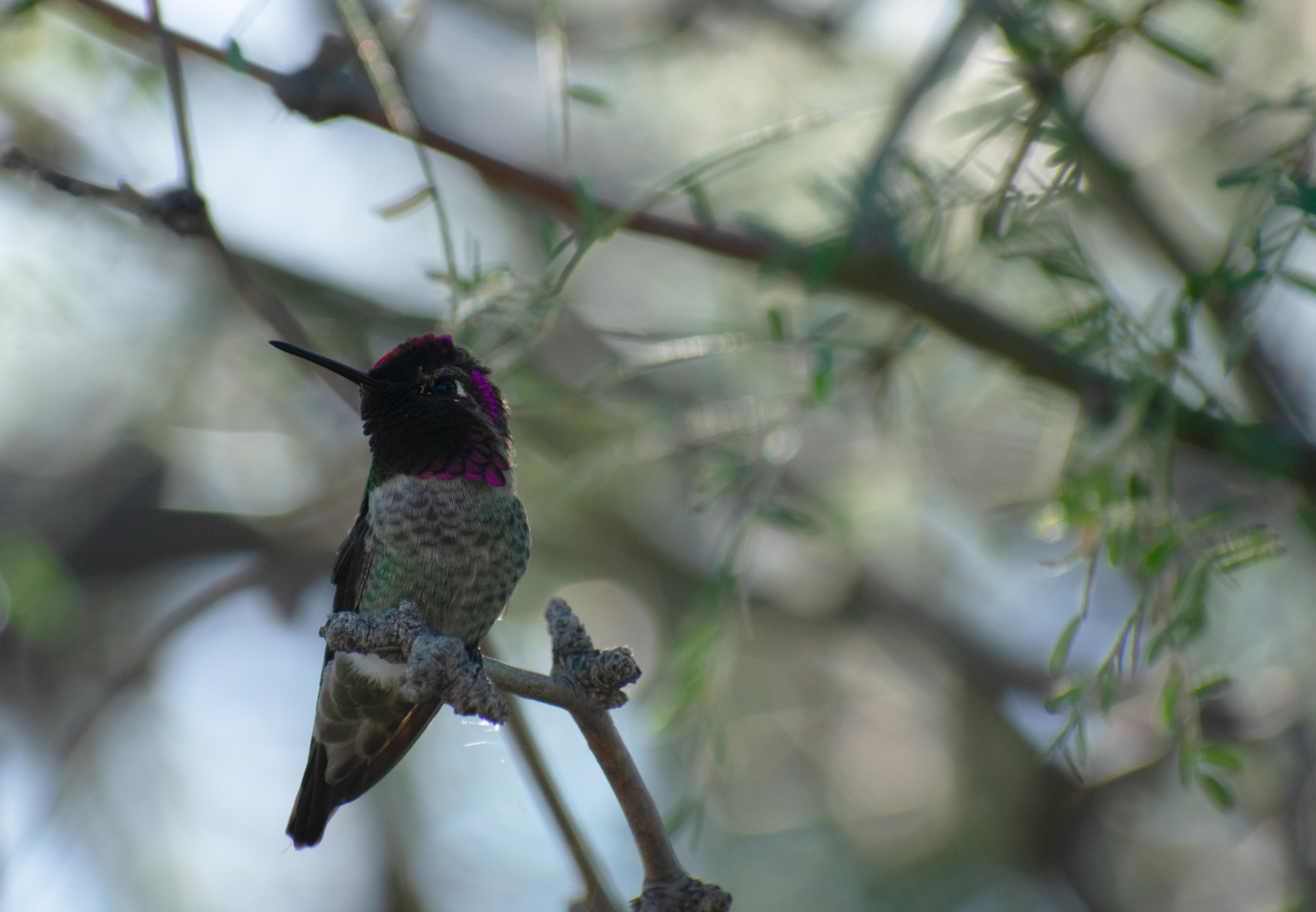 Hummingbird