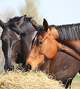 Horse-hay-jpg.jpg