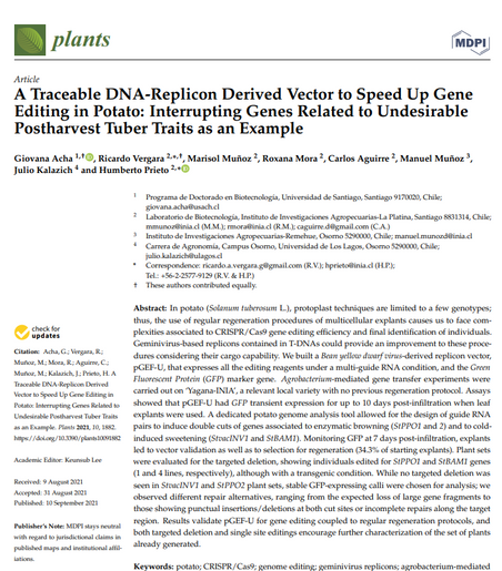 A Traceable DNA-Replicon Derived Vector to Speed Up GeneEditing in Potato