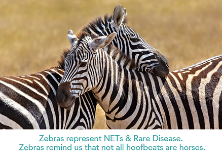 Zebras .png