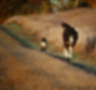 Large black and white furry older dog with a Siamese cat following - walking down a country path.