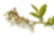 inflorescence of blueberry(Vaccinium corymbosum) on white.jpg