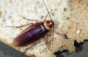 Name that Roach!