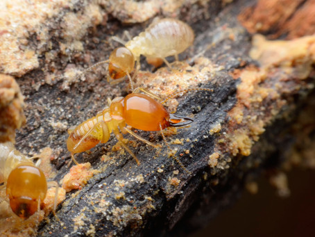 Summer is on the way and so are the Termites!