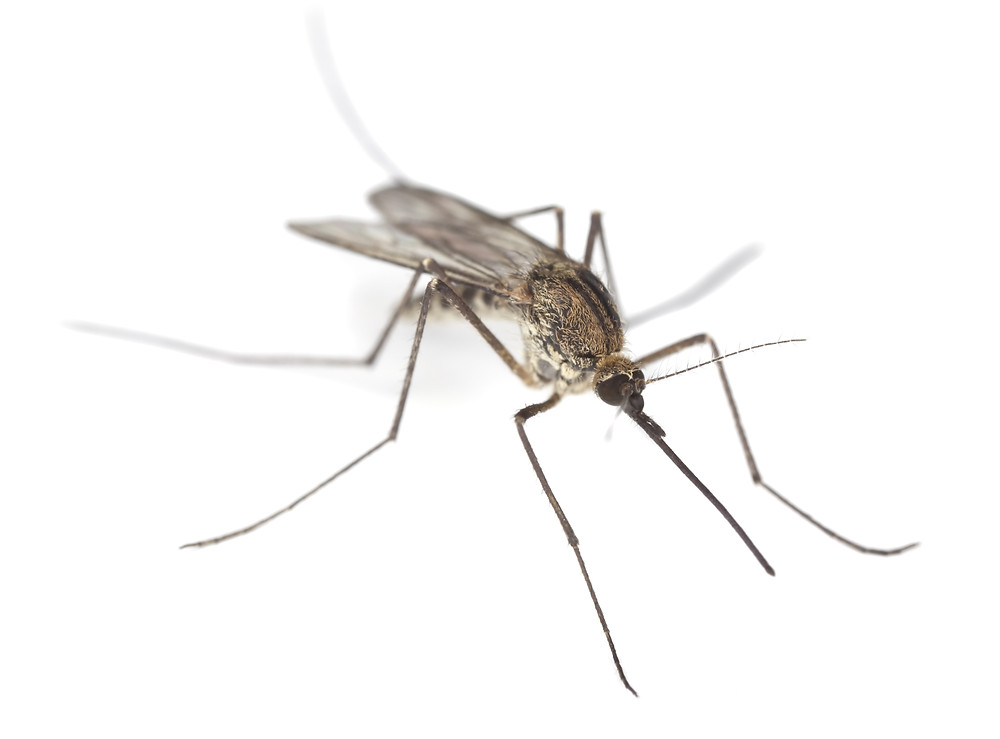 mosquito on white background