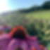 Thumbnail: 🇨🇦 Pure Canadian Wildflower Honey