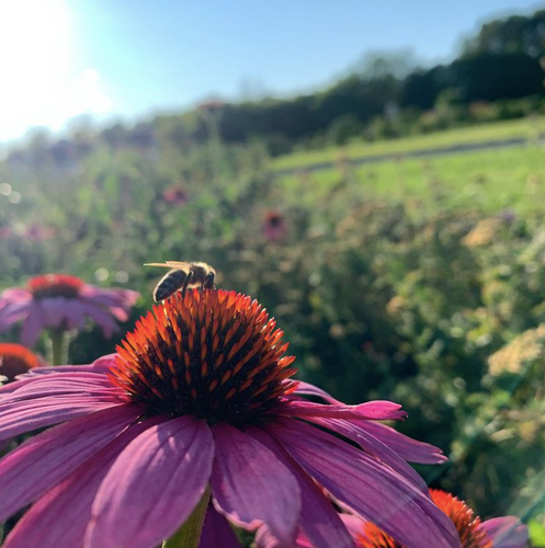 Ontario Wildflower Honey | Pure Unpasteurized Canadian Honey Varieties