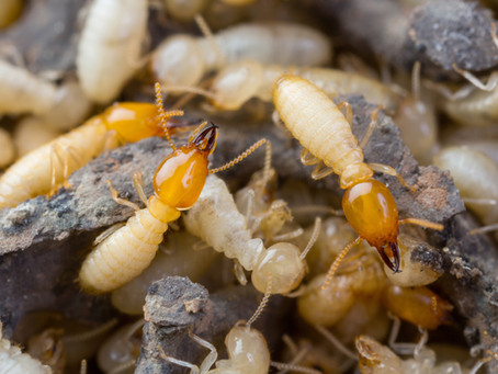 Are you ready for termite season?