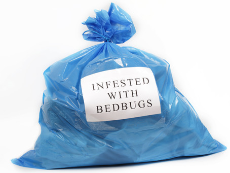 Bed Bugs in New Farm