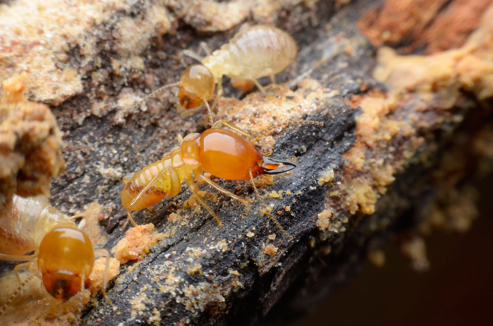 live termites on timber