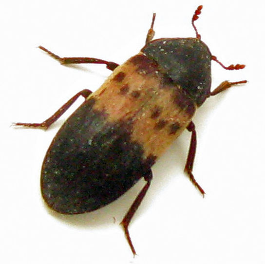Bed Bugs or Larder Beetles?
