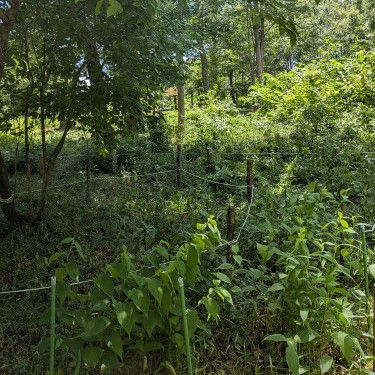 草刈り作業後