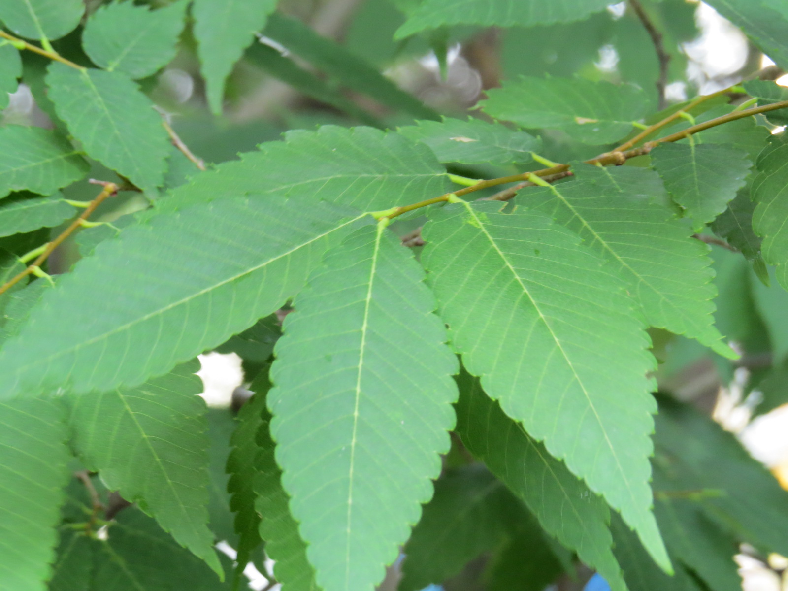 樹木 Nishihara Ikuseikai