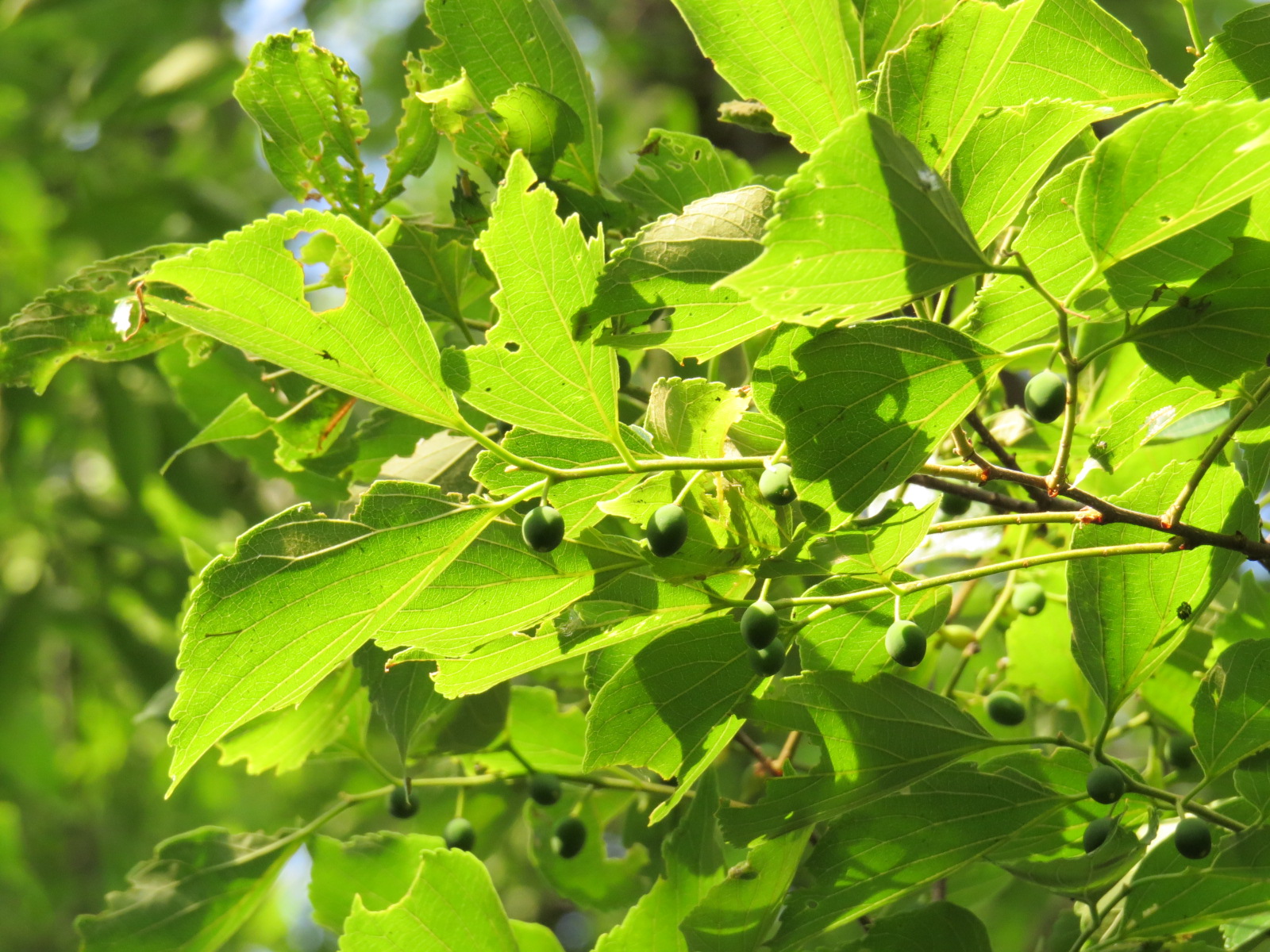 樹木 Nishihara Ikuseikai