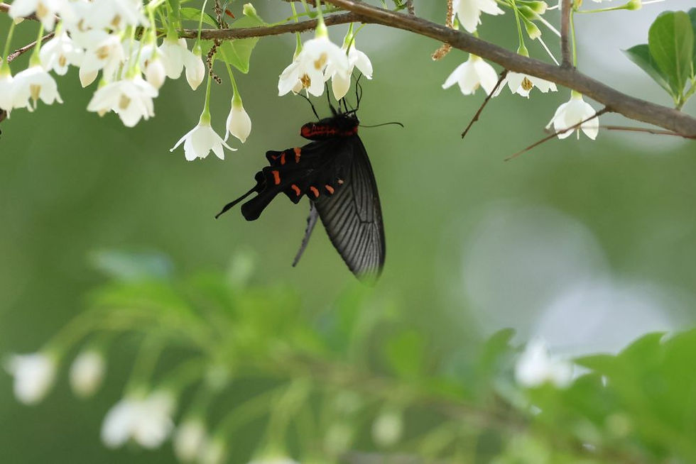 エゴの花にやってきたクロアゲハ