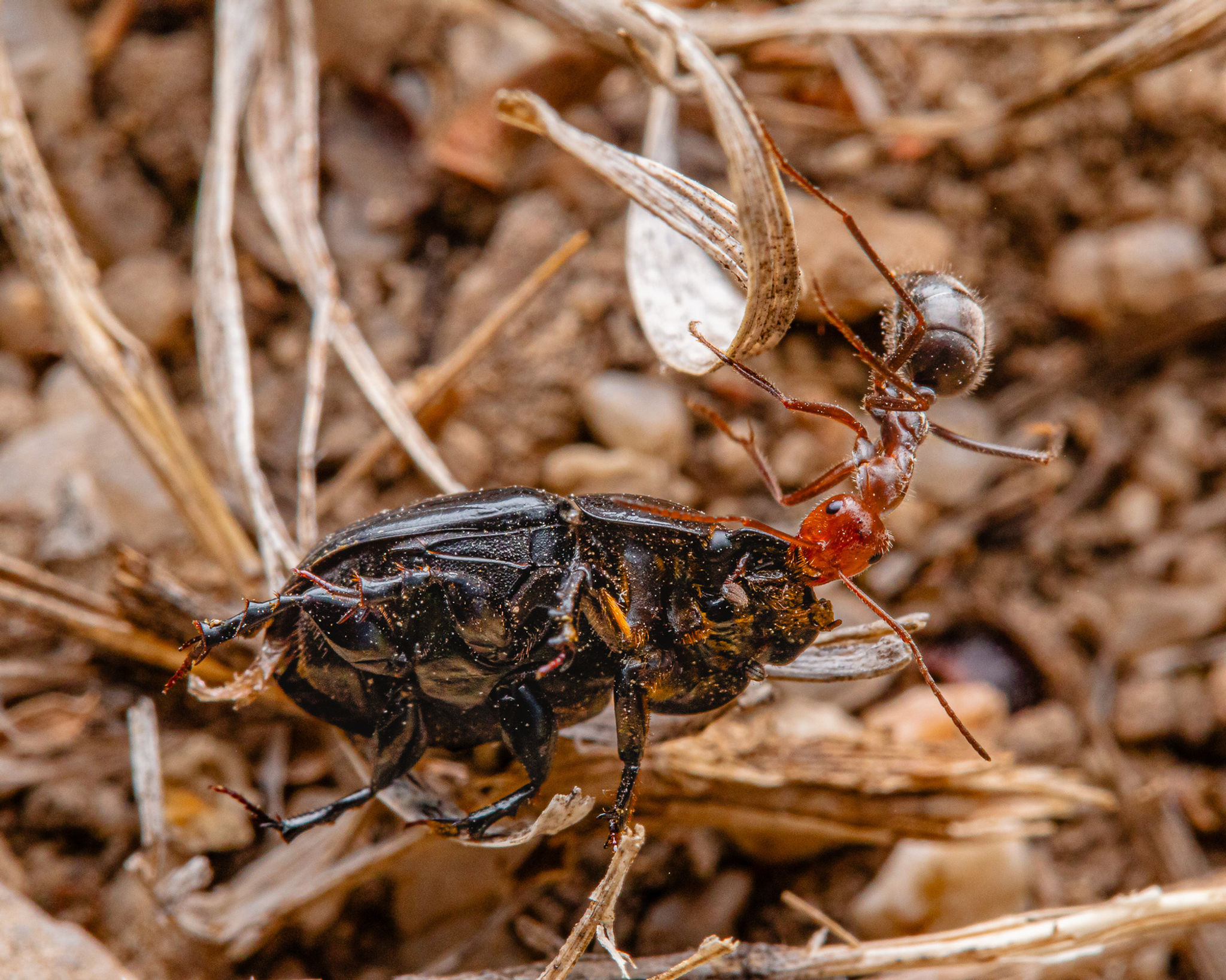MyrmecoPortraiture Mini Exhibit