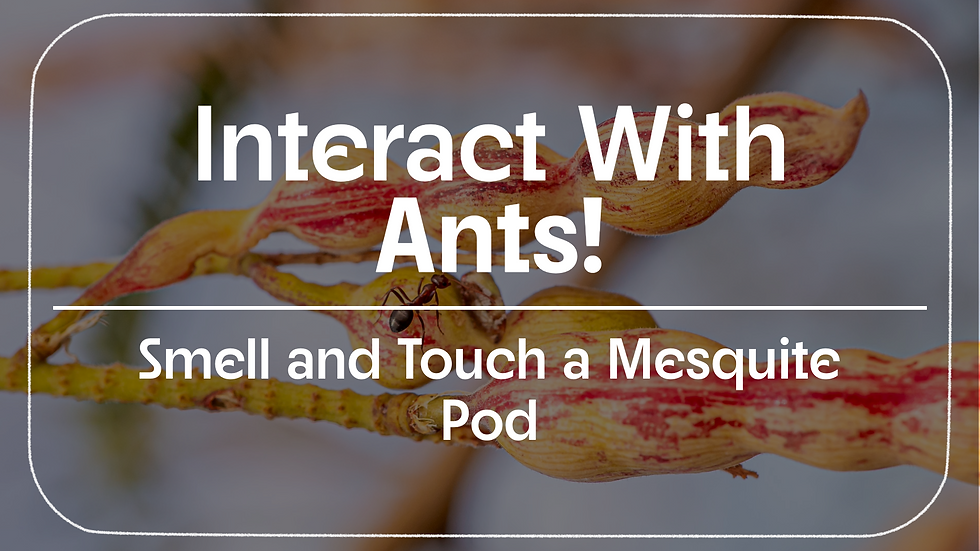 Thumbnail: MyrmecoPortraiture Mini Exhibit