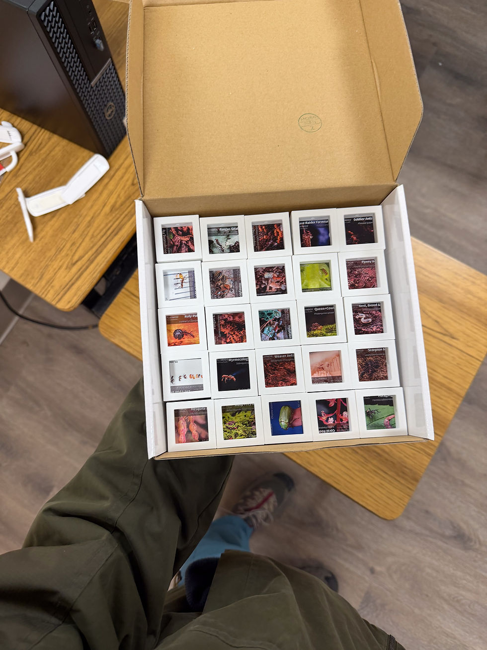 Thumbnail: MyrmecoPortraiture Mini Lamp