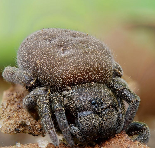 Spider