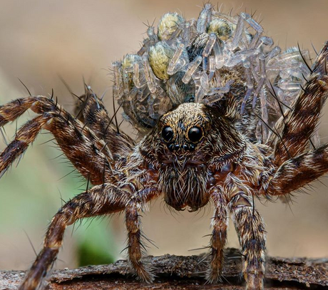Mother Wolf Spider
