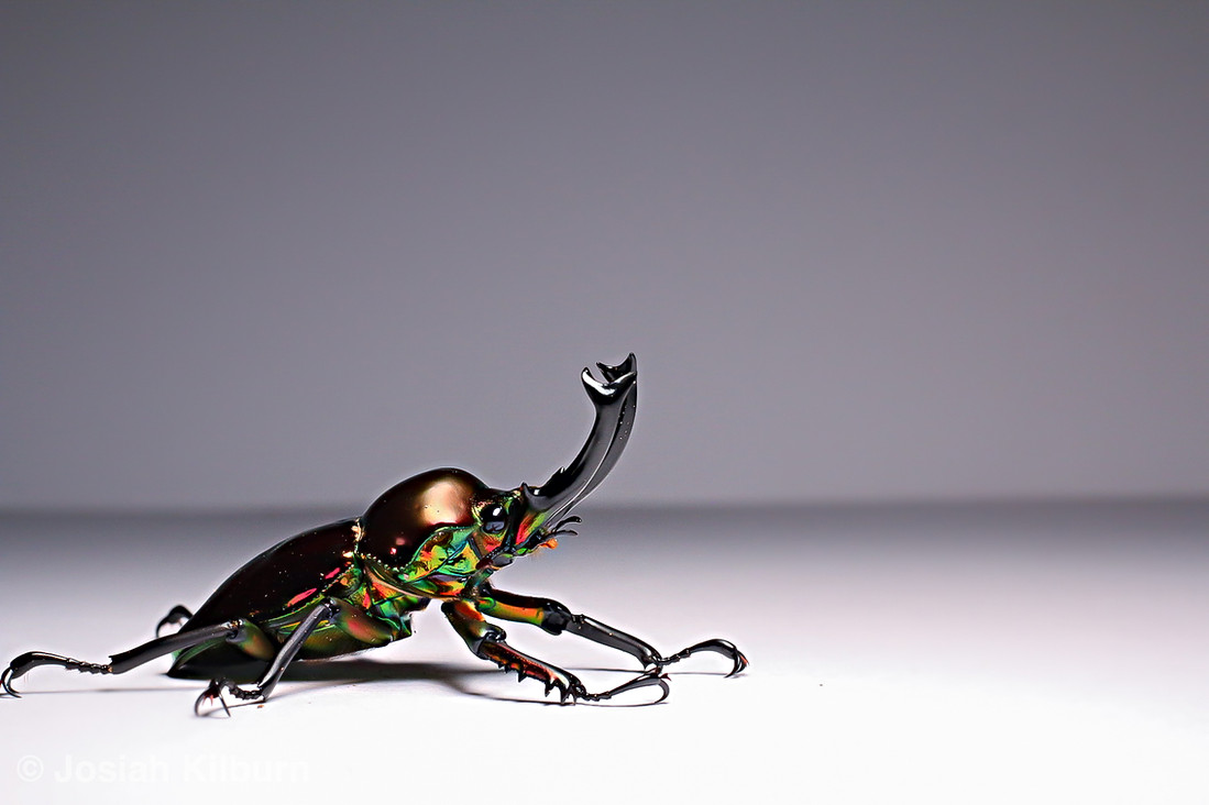 Rainbow Stag Beetle