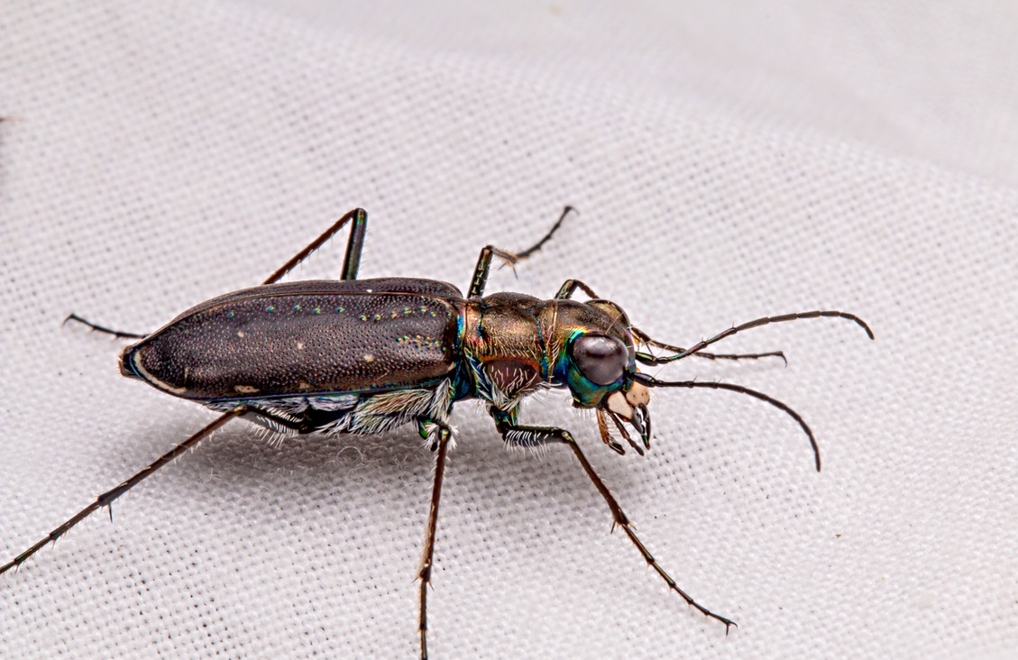 Tiger beetle