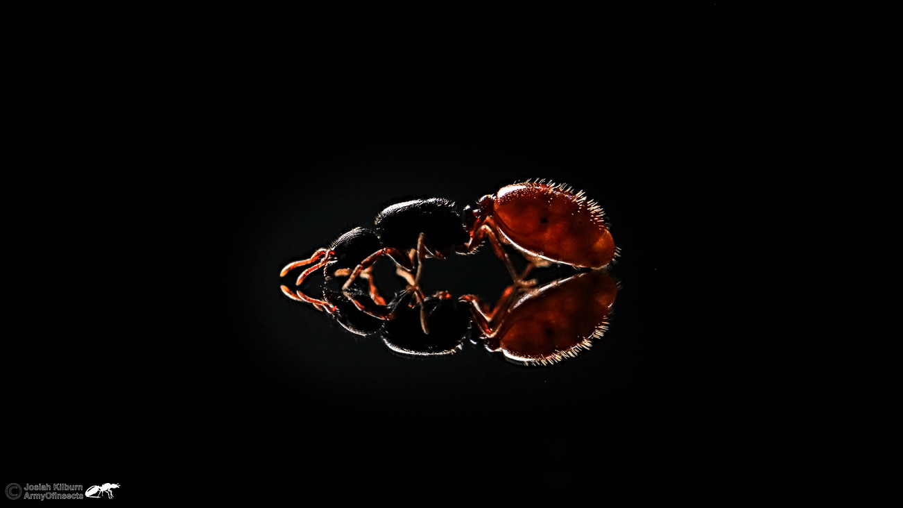 Carebara longii reflection