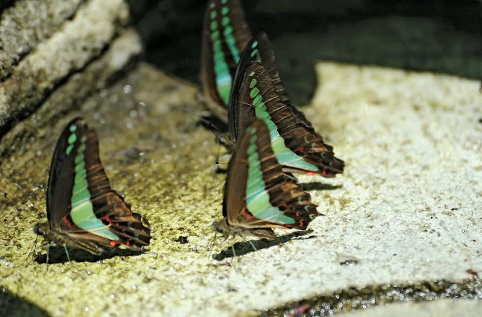 Miniatura: MALASIA, Wildlife & Birdwatching Tour en Borneo, Big Five