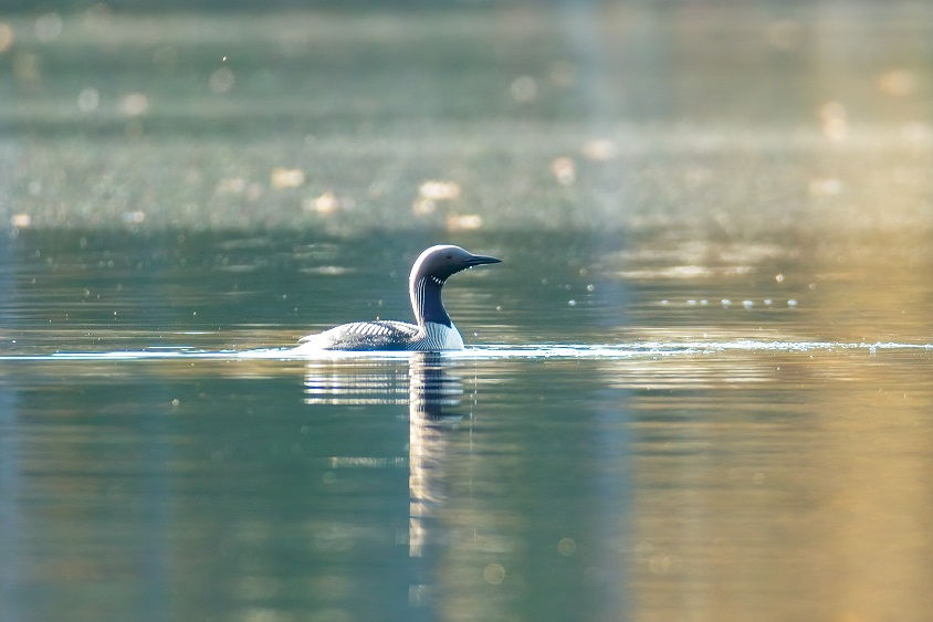 Miniatura: FINLANDIA,  Aves y fauna boreal