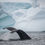 Miniatura: ANTÁRTIDA, Península Antártica, A BORDO CON OCEANWIDE EXPEDITIONS
