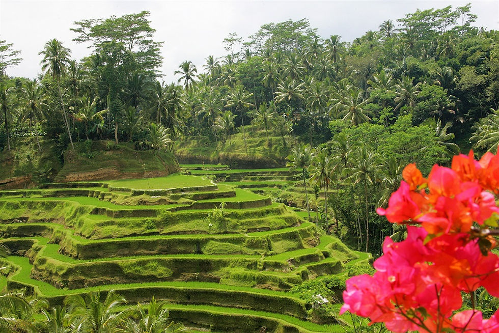 Miniatura: INDONESIA, Bali Experience