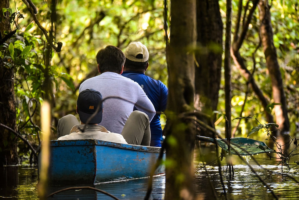 Miniatura: PERÚ, Birdwatching en el Amazonas