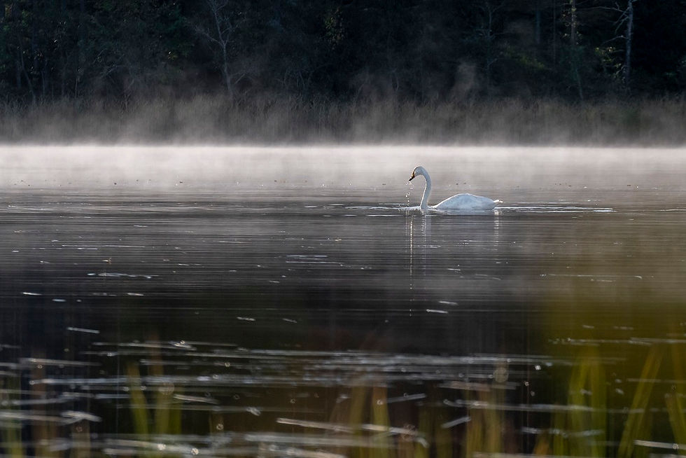 Miniatura: FINLANDIA,  Aves y fauna boreal