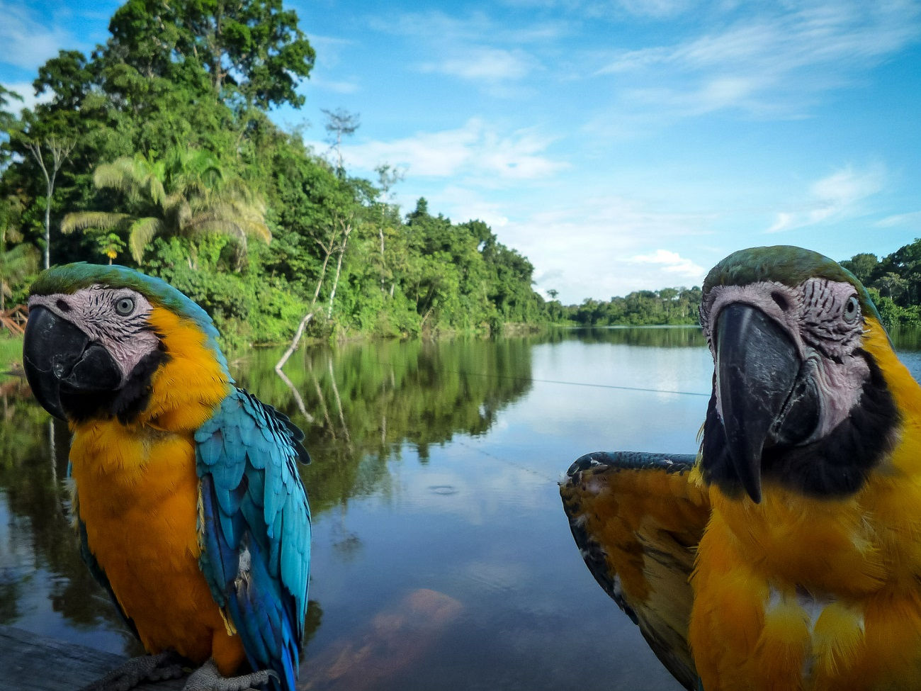 COLOMBIA,  Experiencias Colombianas con Amazonas
