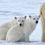 Miniatura: NORUEGA, NORTE DE SVALVARD, Especial Oso polar, A BORDO CON OCEANWIDE EXPEDITION
