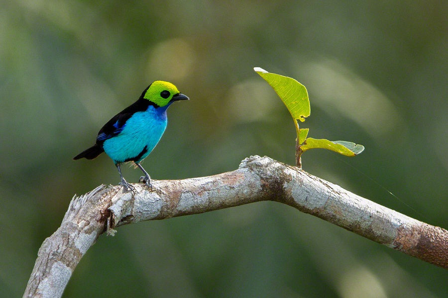 Miniatura: BRASIL, Amazonas Experience en Cristalino Lodge