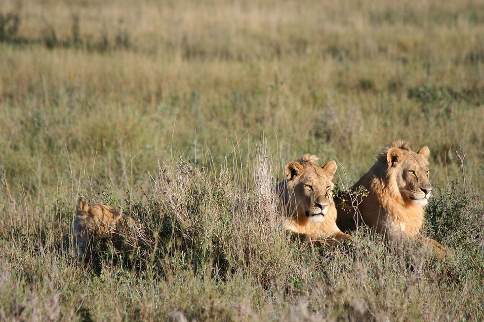 Miniatura: TANZANIA,  Ruta Lengai