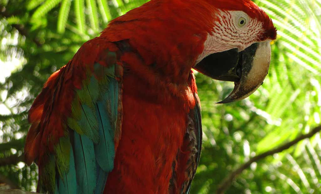 BRASIL,  Lo Mejor de Brasil