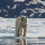 Miniatura: NORUEGA, NORTE DE SVALVARD, Especial Oso polar, A BORDO CON OCEANWIDE EXPEDITION
