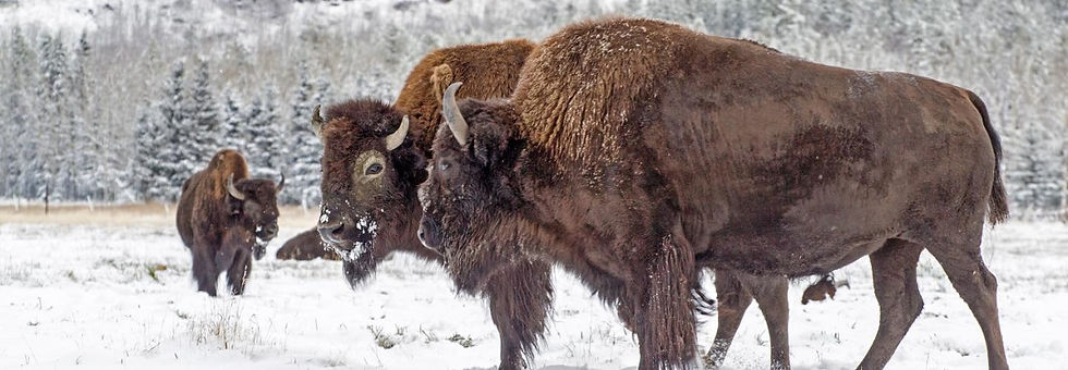 Miniatura: CANADÁ, Auroras Boreales en el Yukón