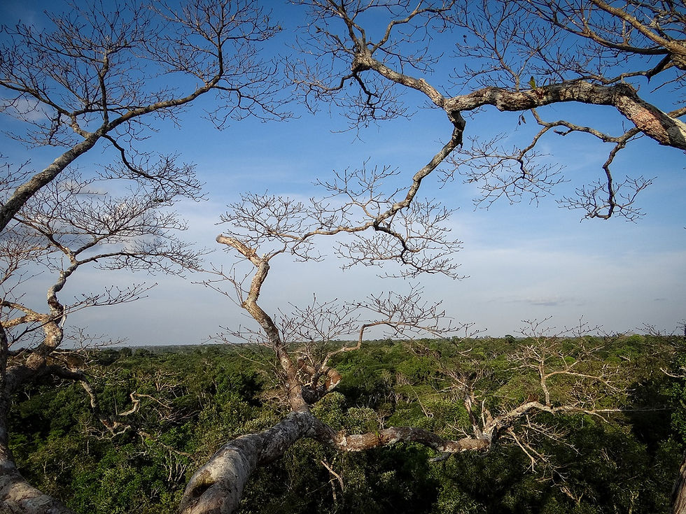 Miniatura: COLOMBIA,  Experiencias Colombianas con Amazonas