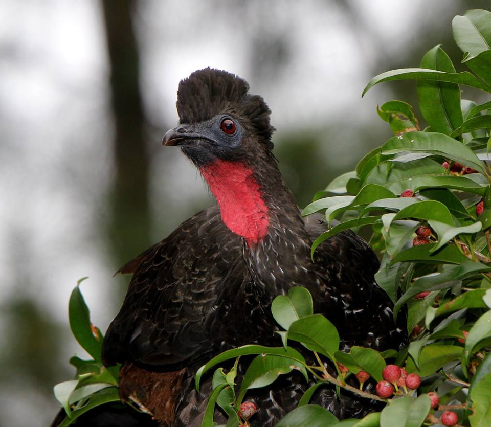 Miniatura: COSTA RICA, Birdwatching, Aves del Bosque Lluvioso