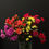 Thumbnail: CARNATIONS