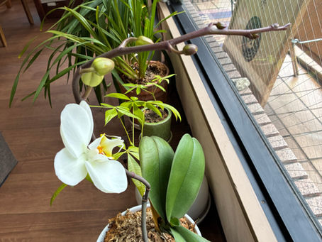 2/25 水　雨から晴れに