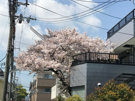 明日は定休日です